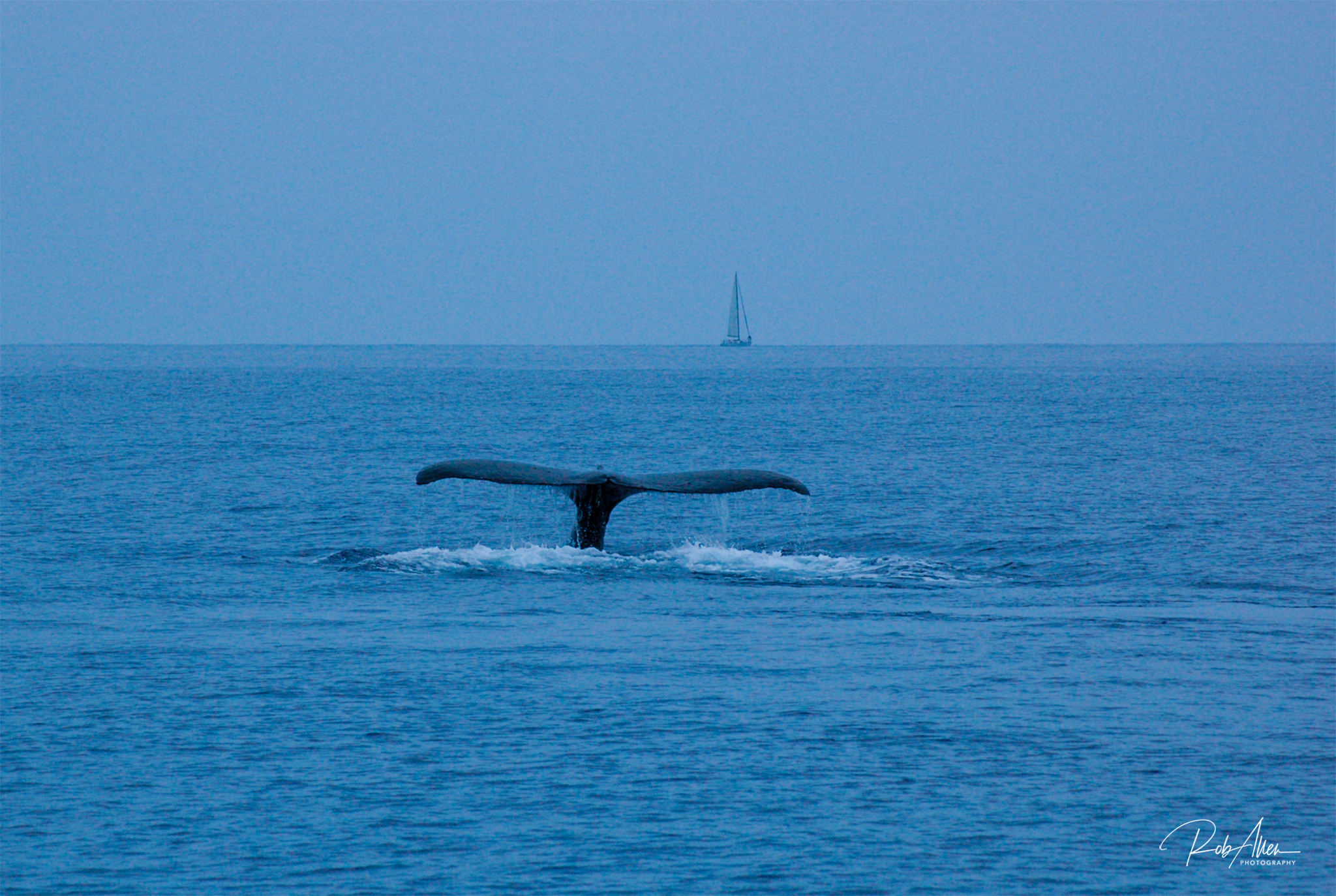 20080424_WhaleTailSailboat-0411