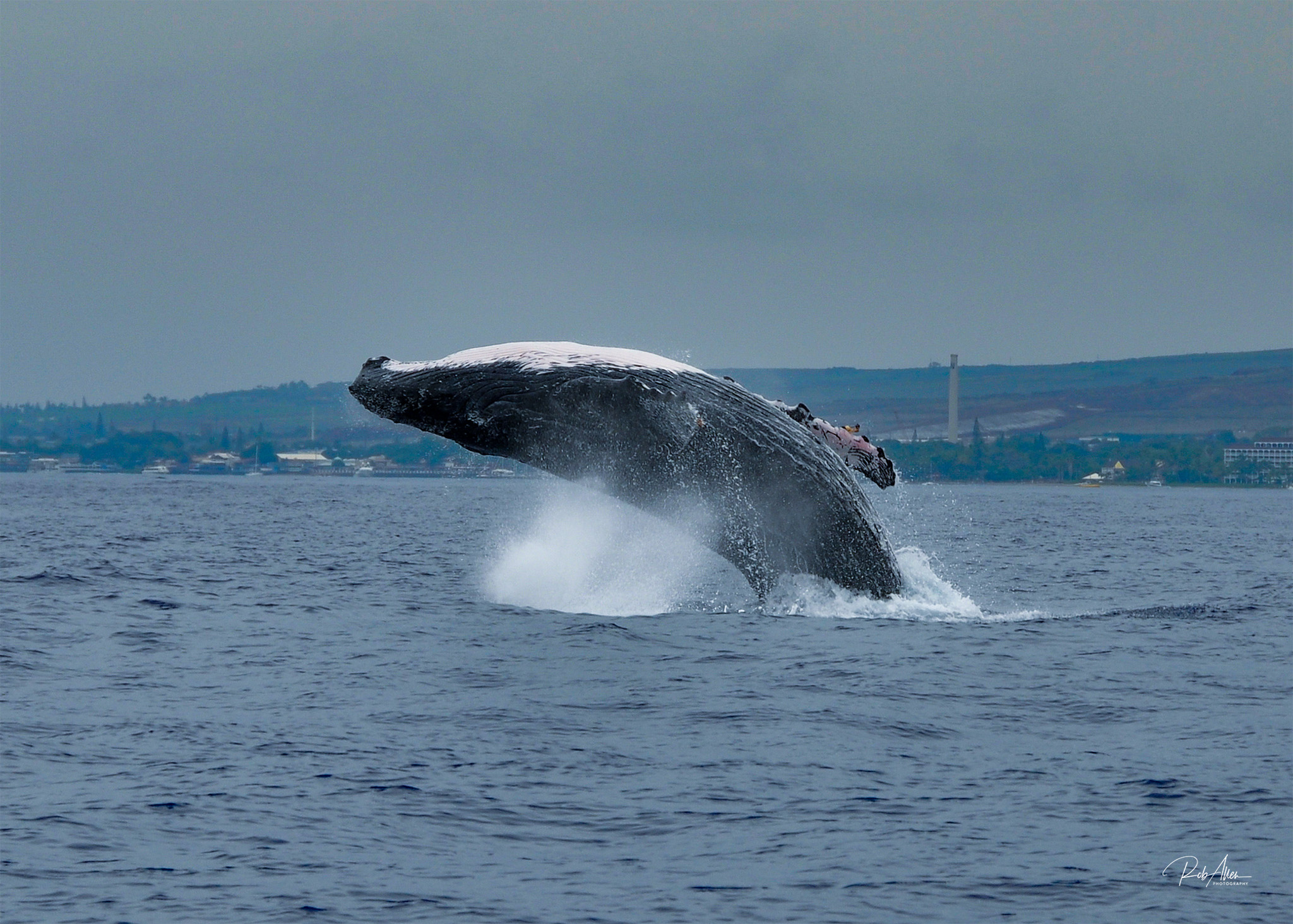 201012_HumpbackBreach