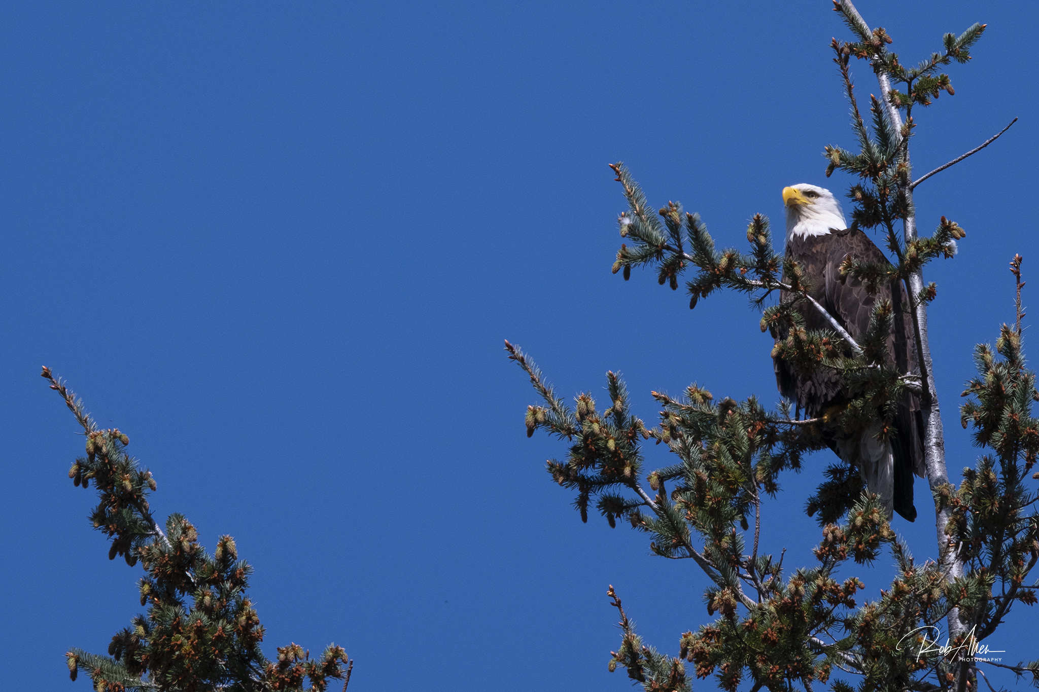 20180426_SanJuanEagle-2937