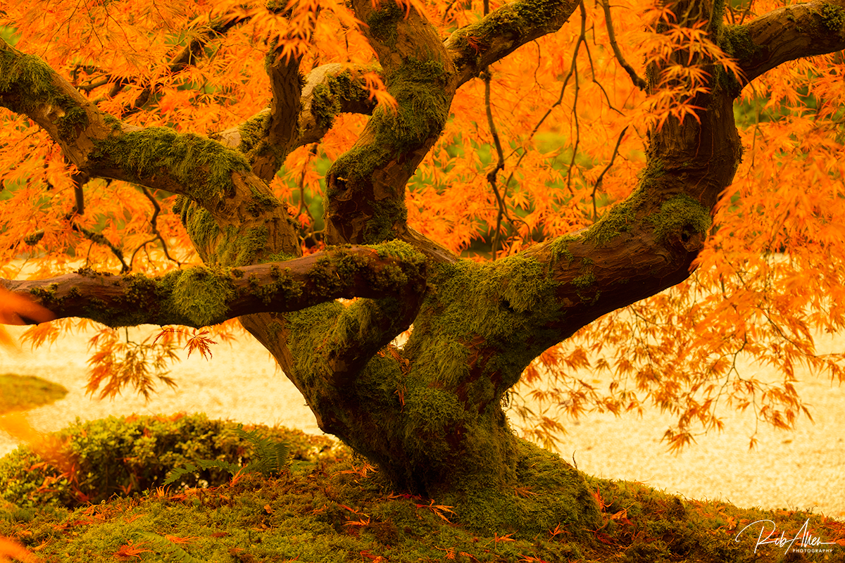 20181103_Site_IllegalTree1