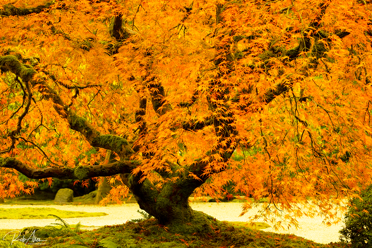 20181103_Site_IllegalTree2