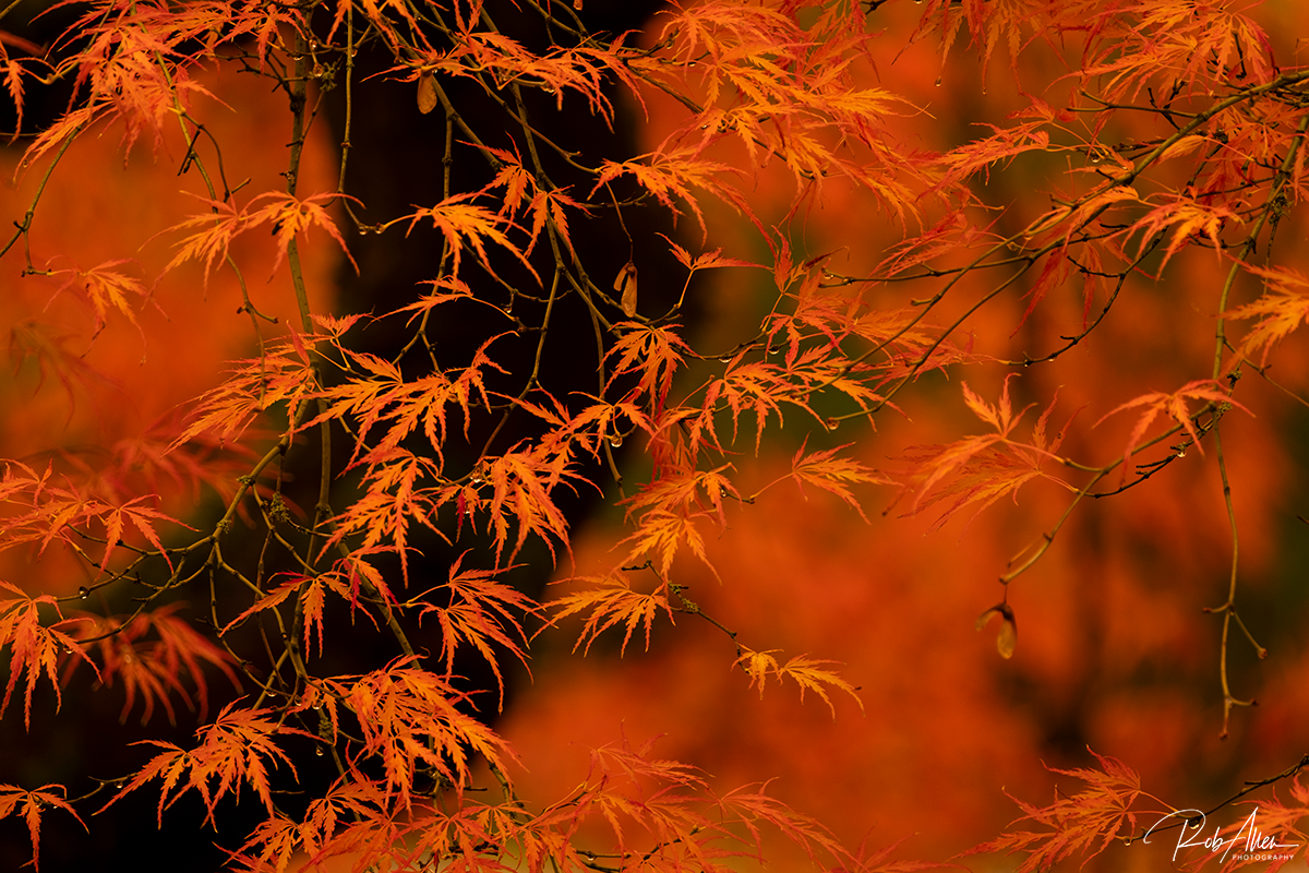 20181103_Site_Leaves2