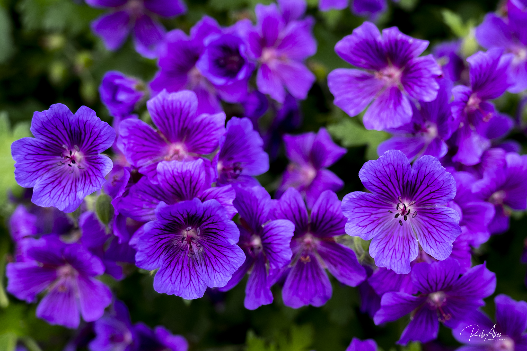 20190525_SwWaterFront_PurpleFlowers-0426