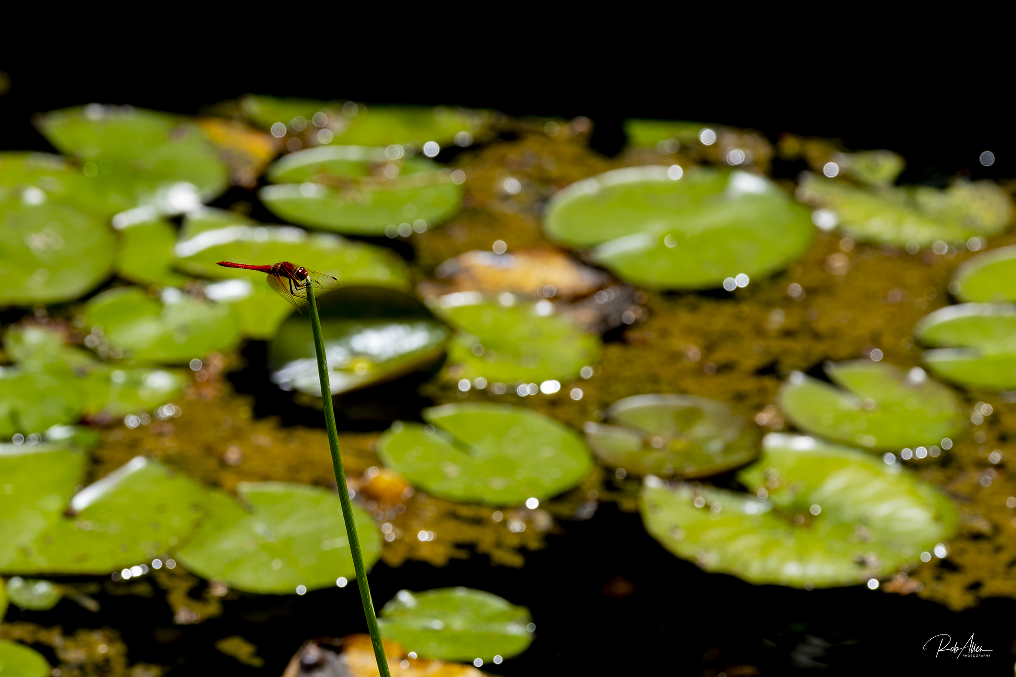 20190615_Dragonfly-4517