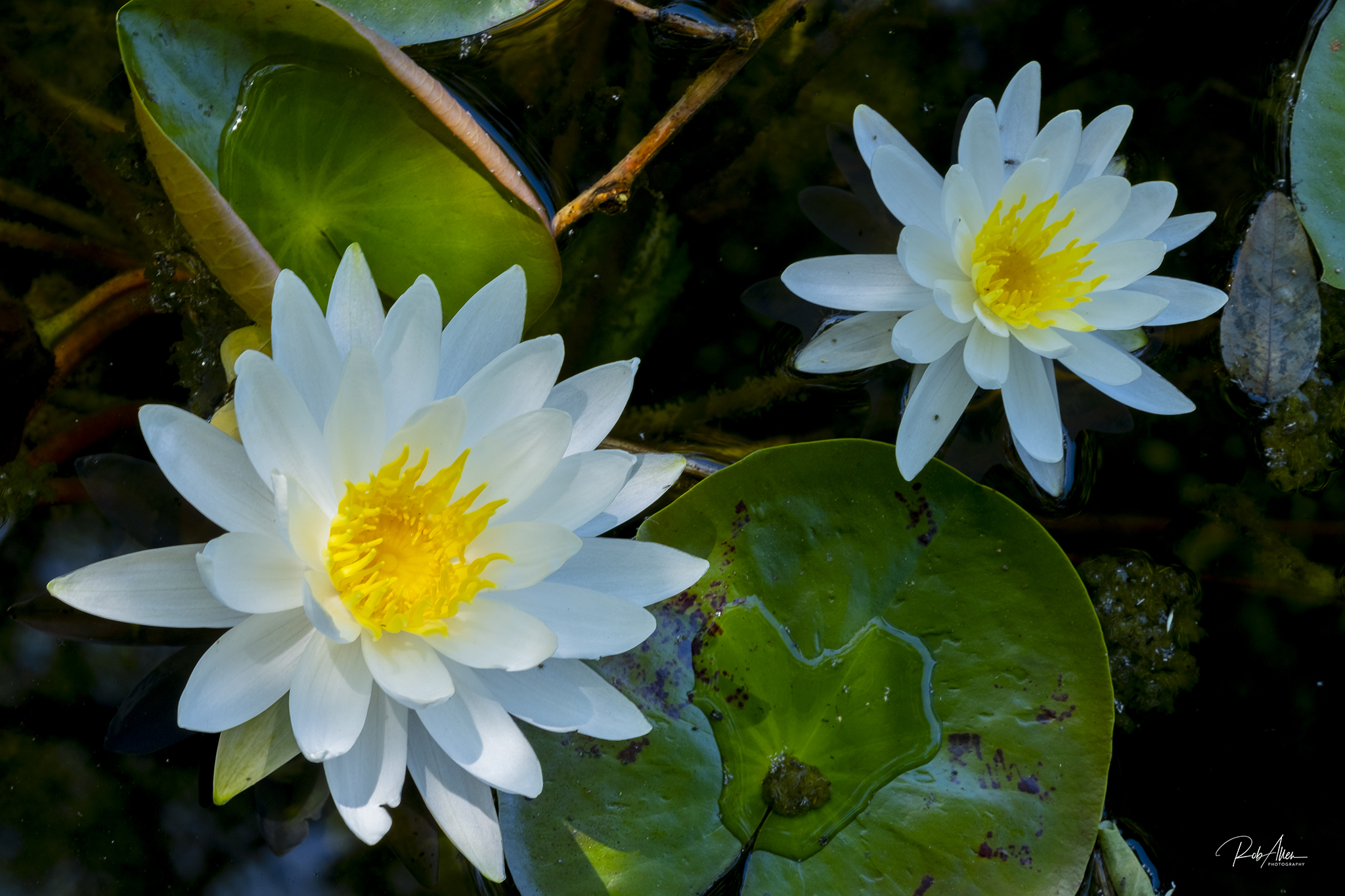 20190615_LilyFlower2048-4540