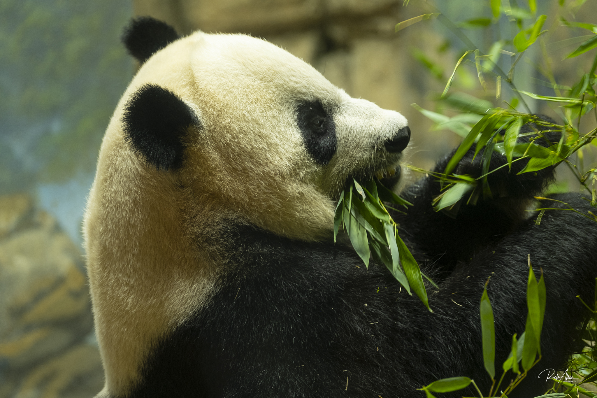 Giant Panda Chowing