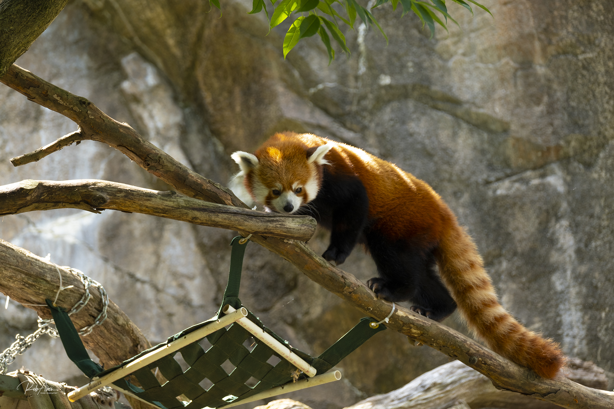 Red Panda Embarassed