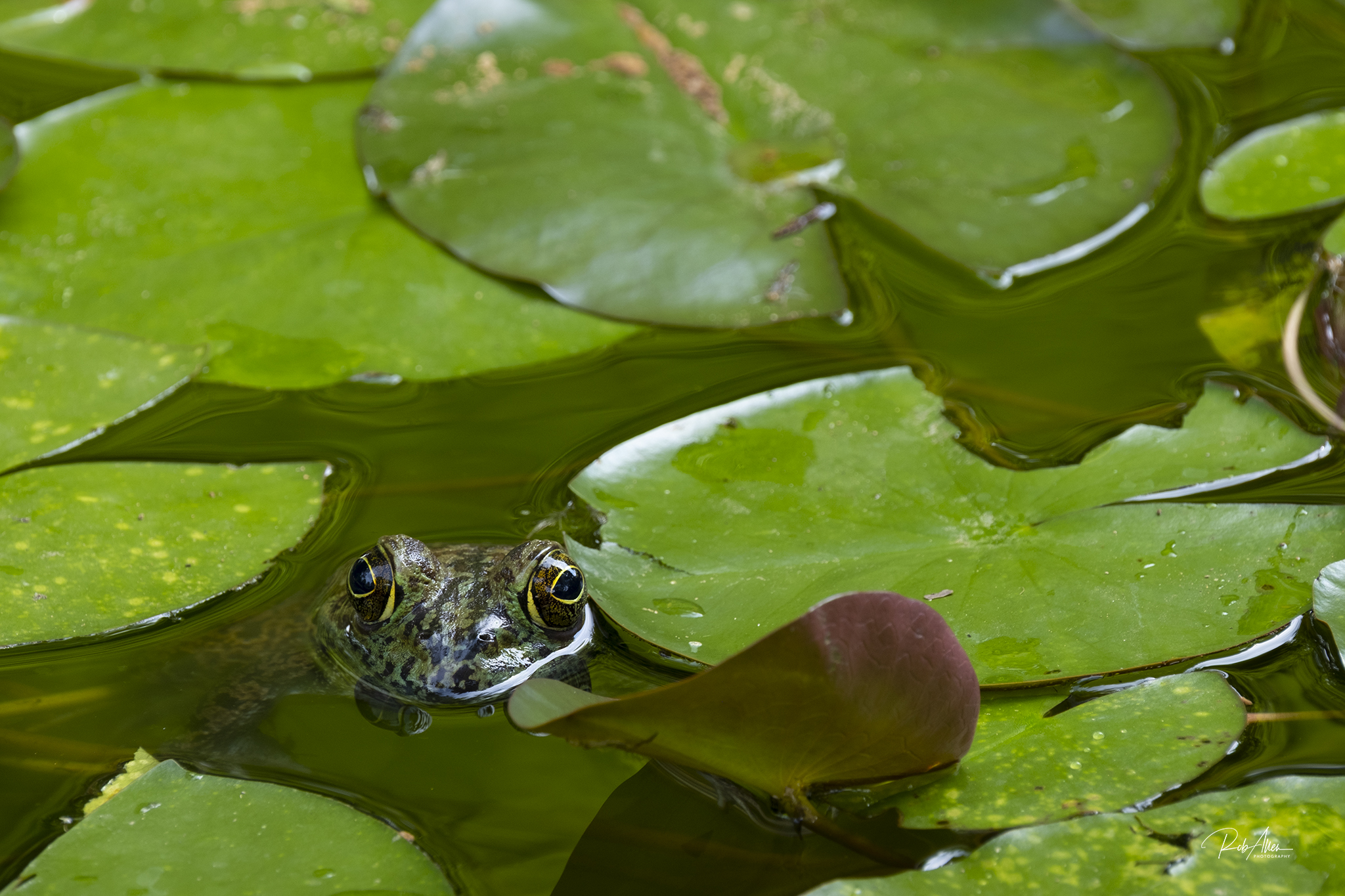 Ribbit