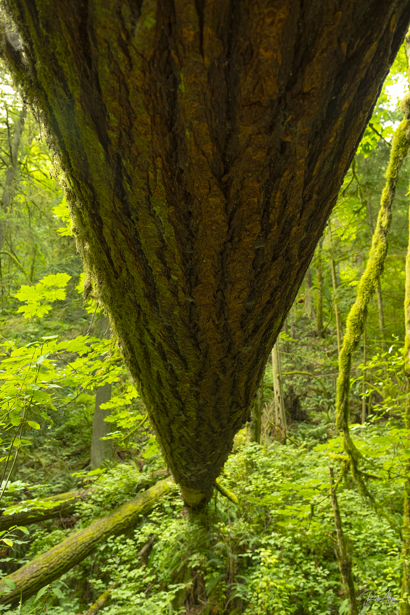 20190811_FallenTree-1652