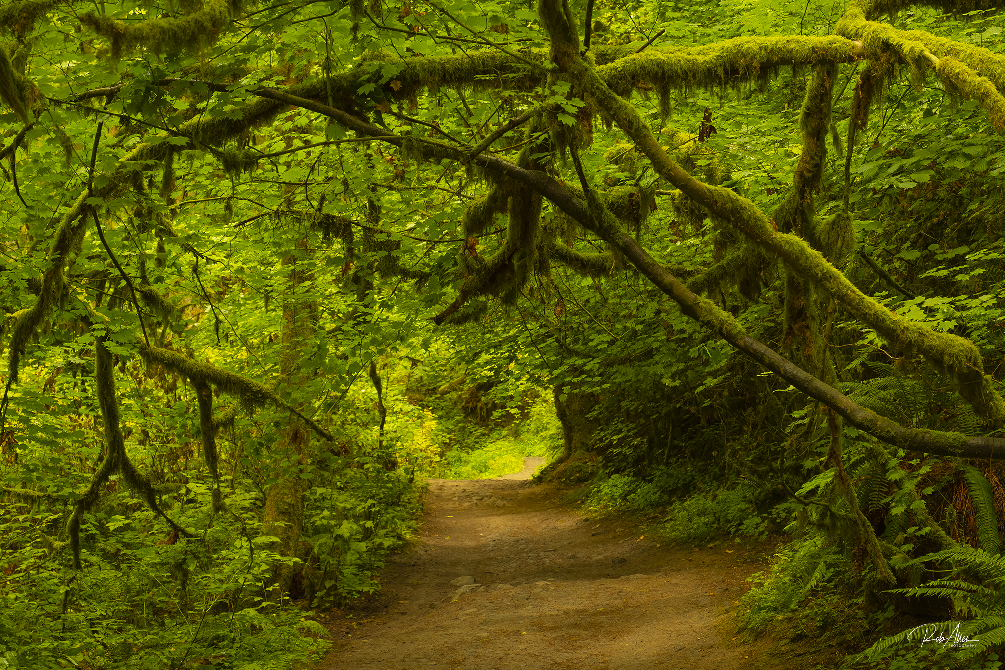 20190811_WildwoodTrail-1666