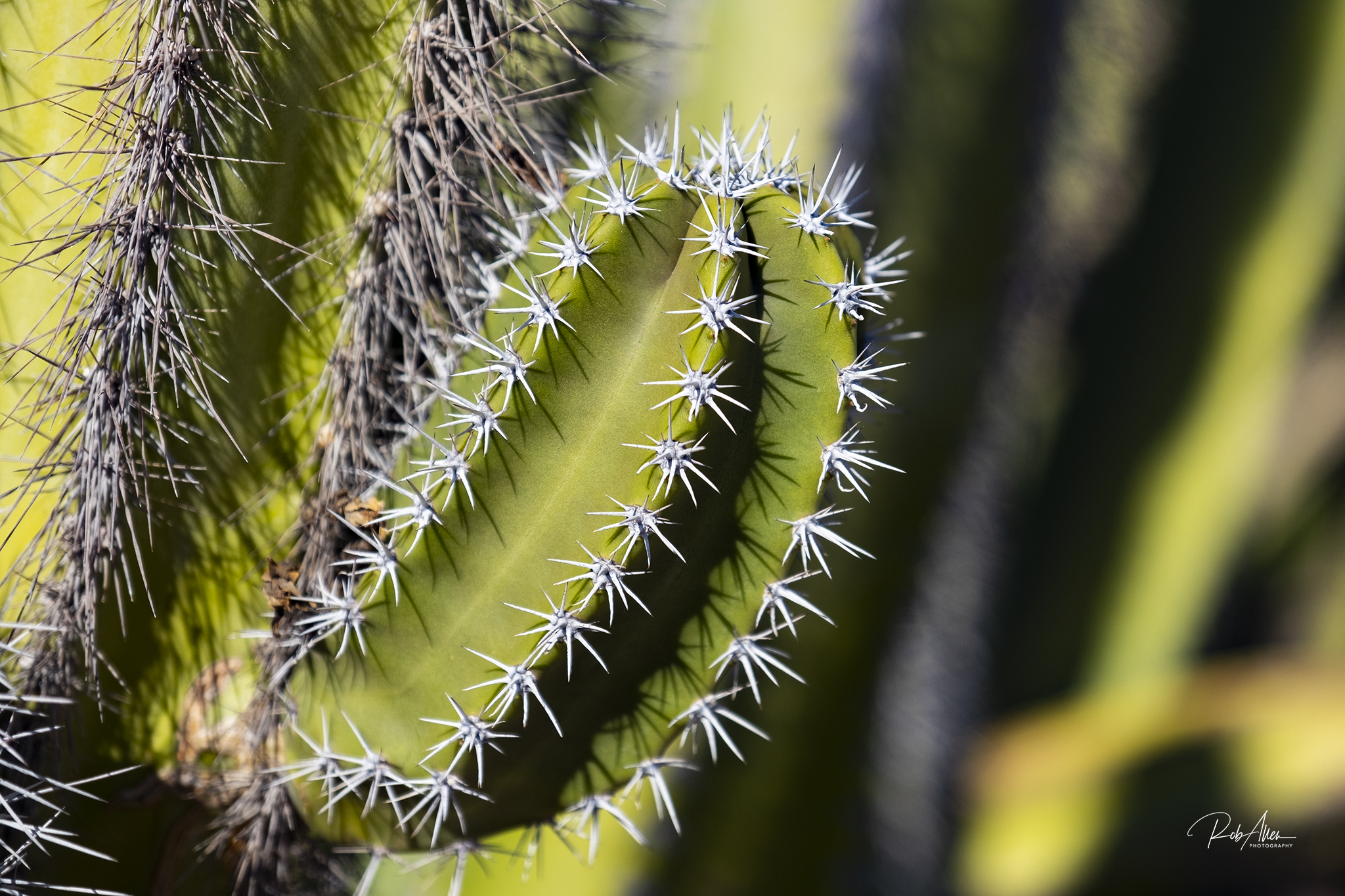 20191028_CactusThorns-0166