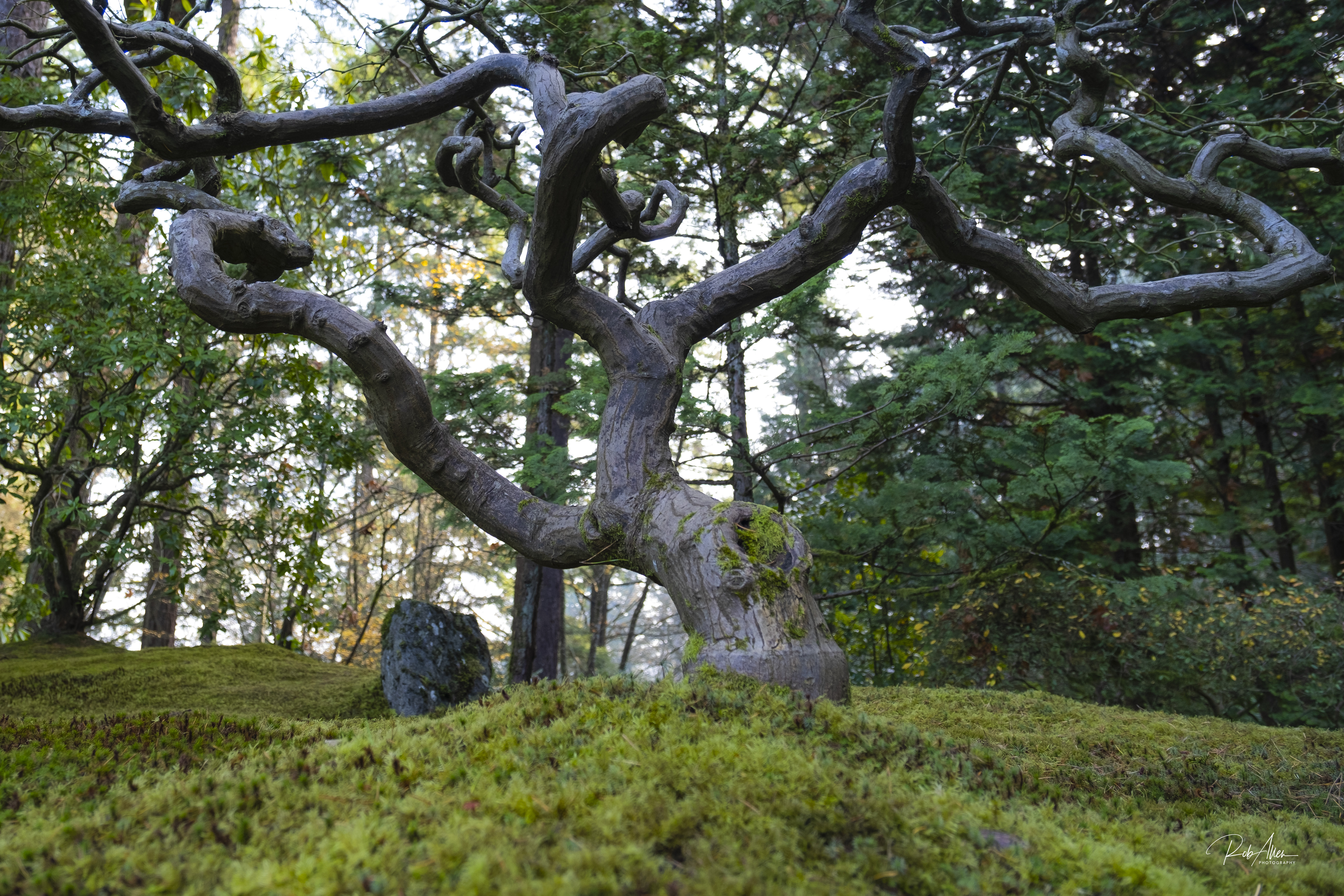 20191123_JGardenTree-1646-Full