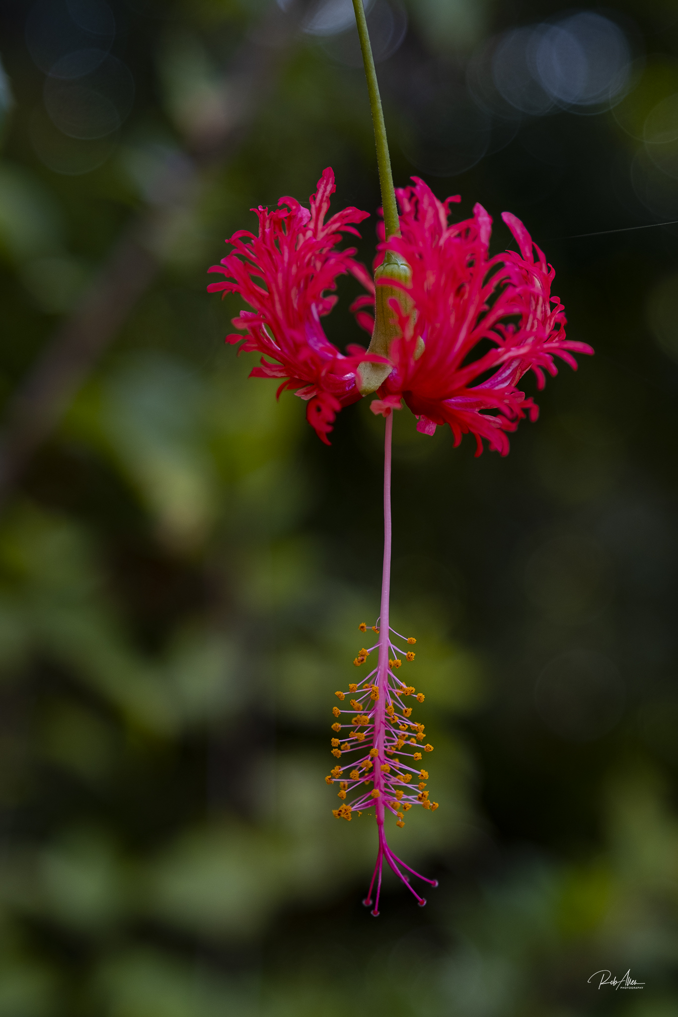 20191207_RedHibiscus-2280