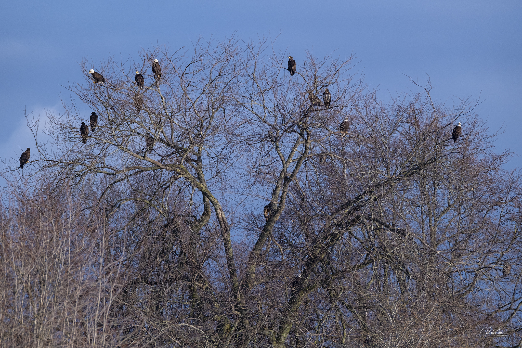 20200208_TreeOfEagles2-3655
