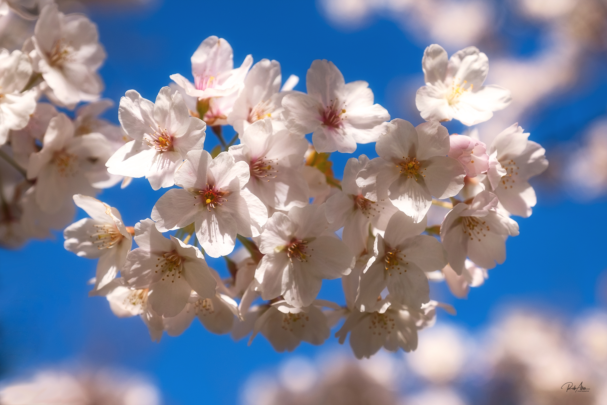20200316_CherryBlossom-6528
