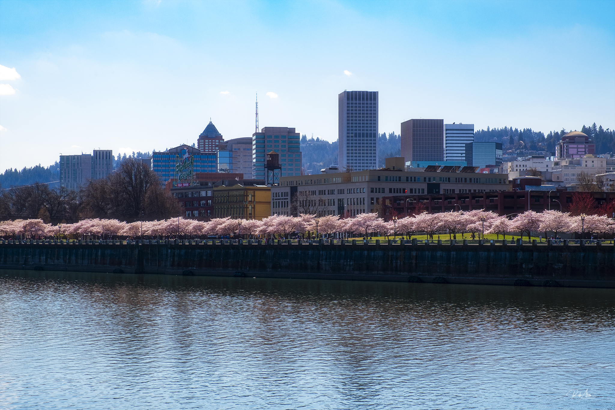 20200321_PDXBlossoms-6607