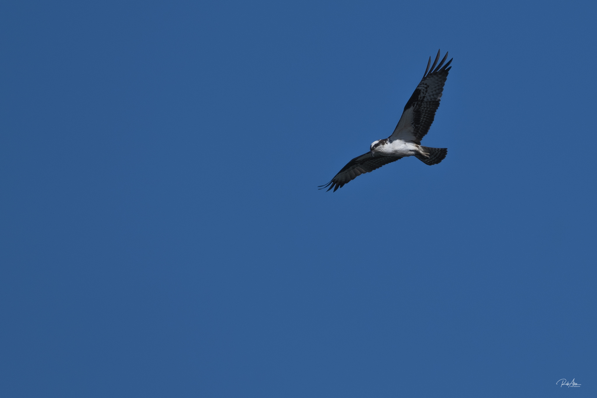 20200408_Osprey-4775