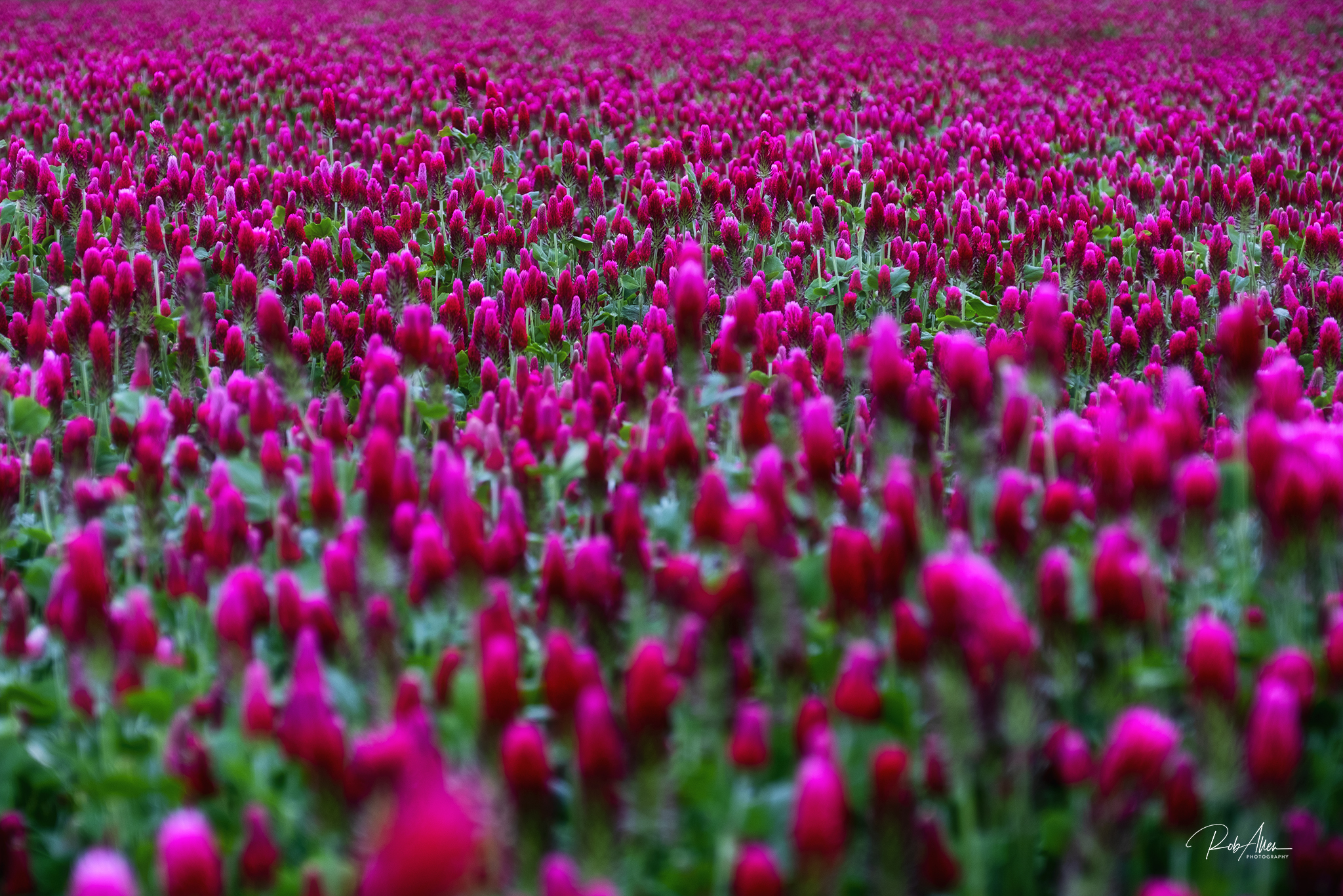 20200511_CrimsonClover-FullField-7335