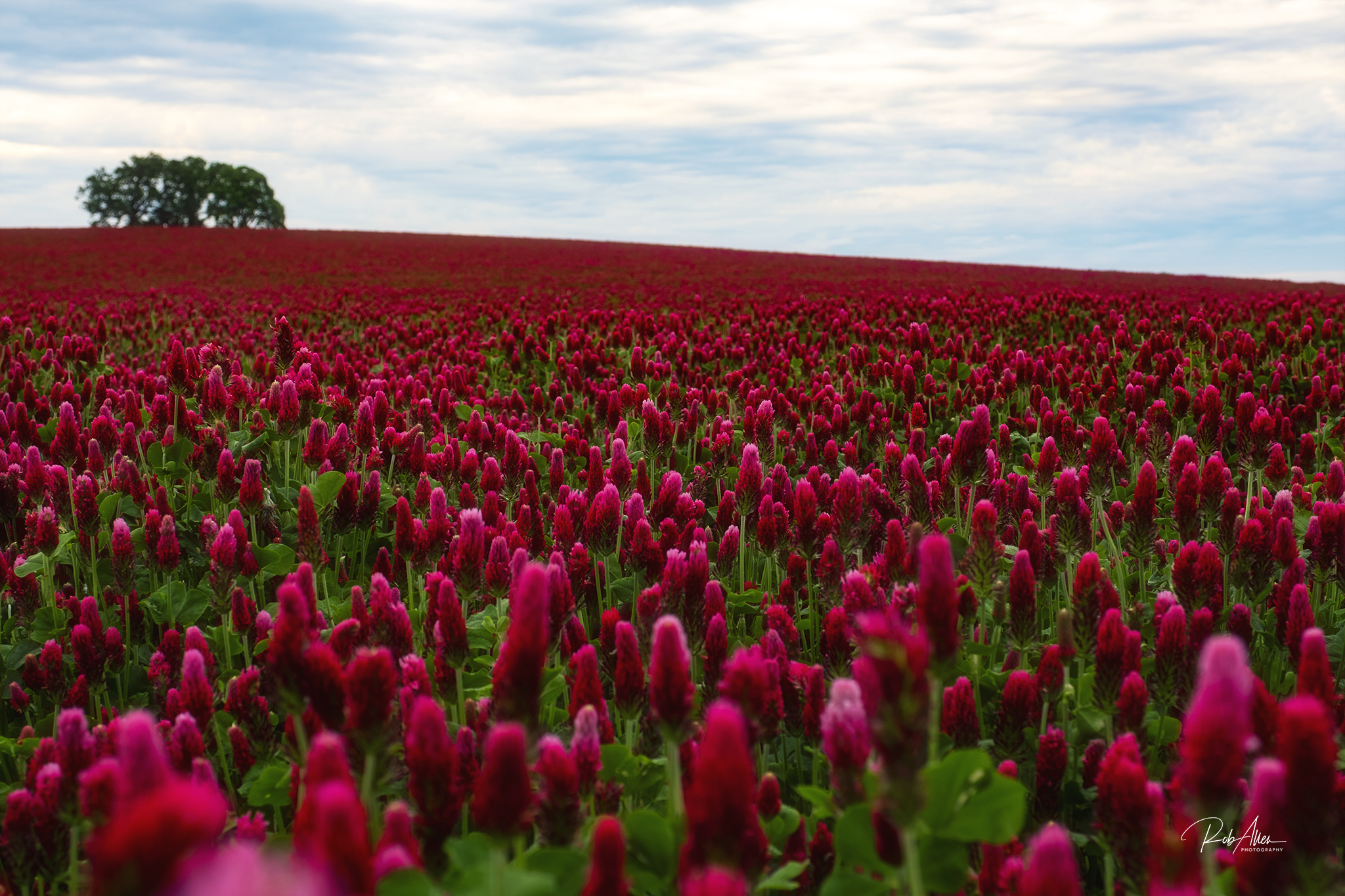 20200511_CrimsonClover-Tree-7361