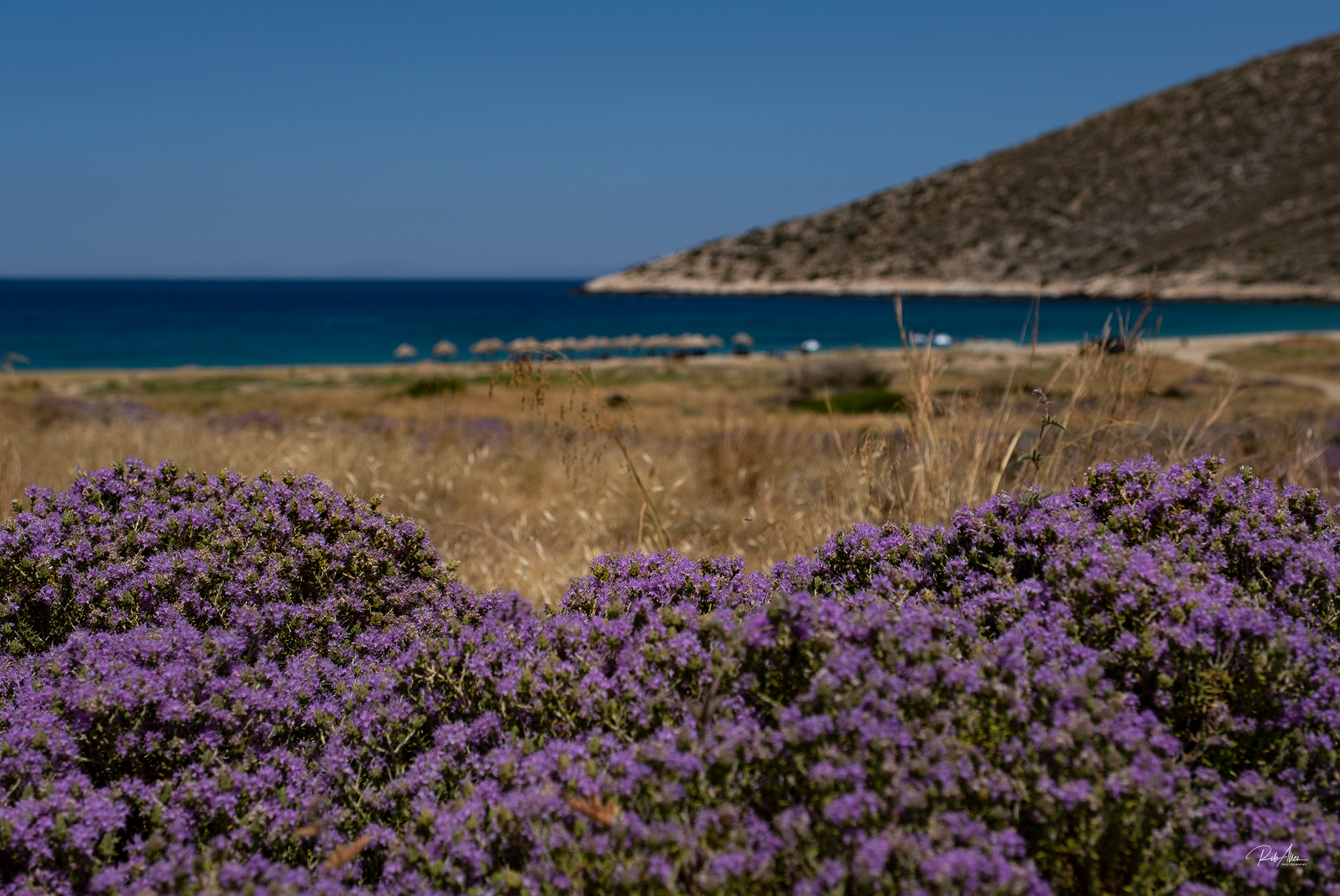 20220625_FlowerBeach-7495