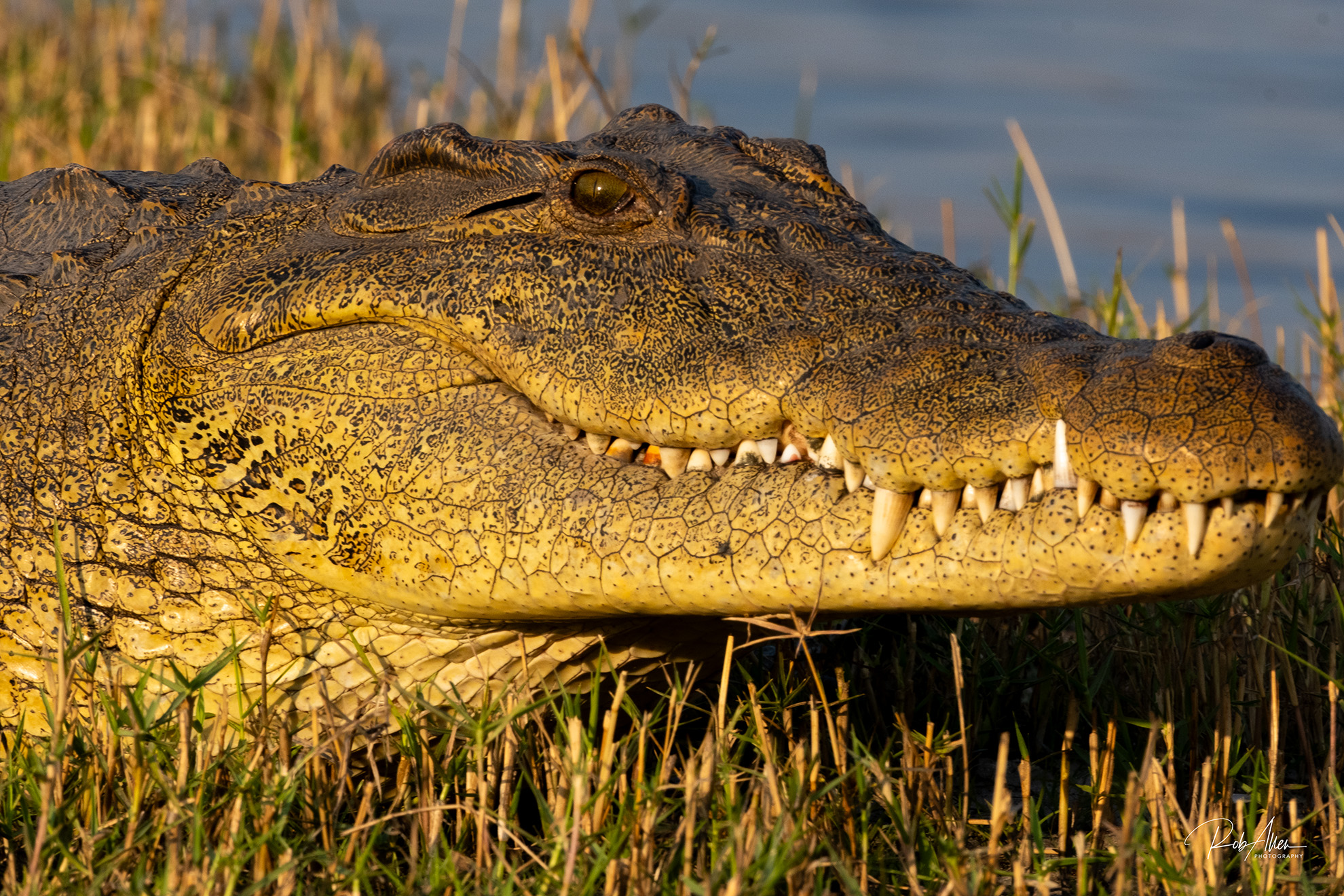 2024AUG01_Croc-8745