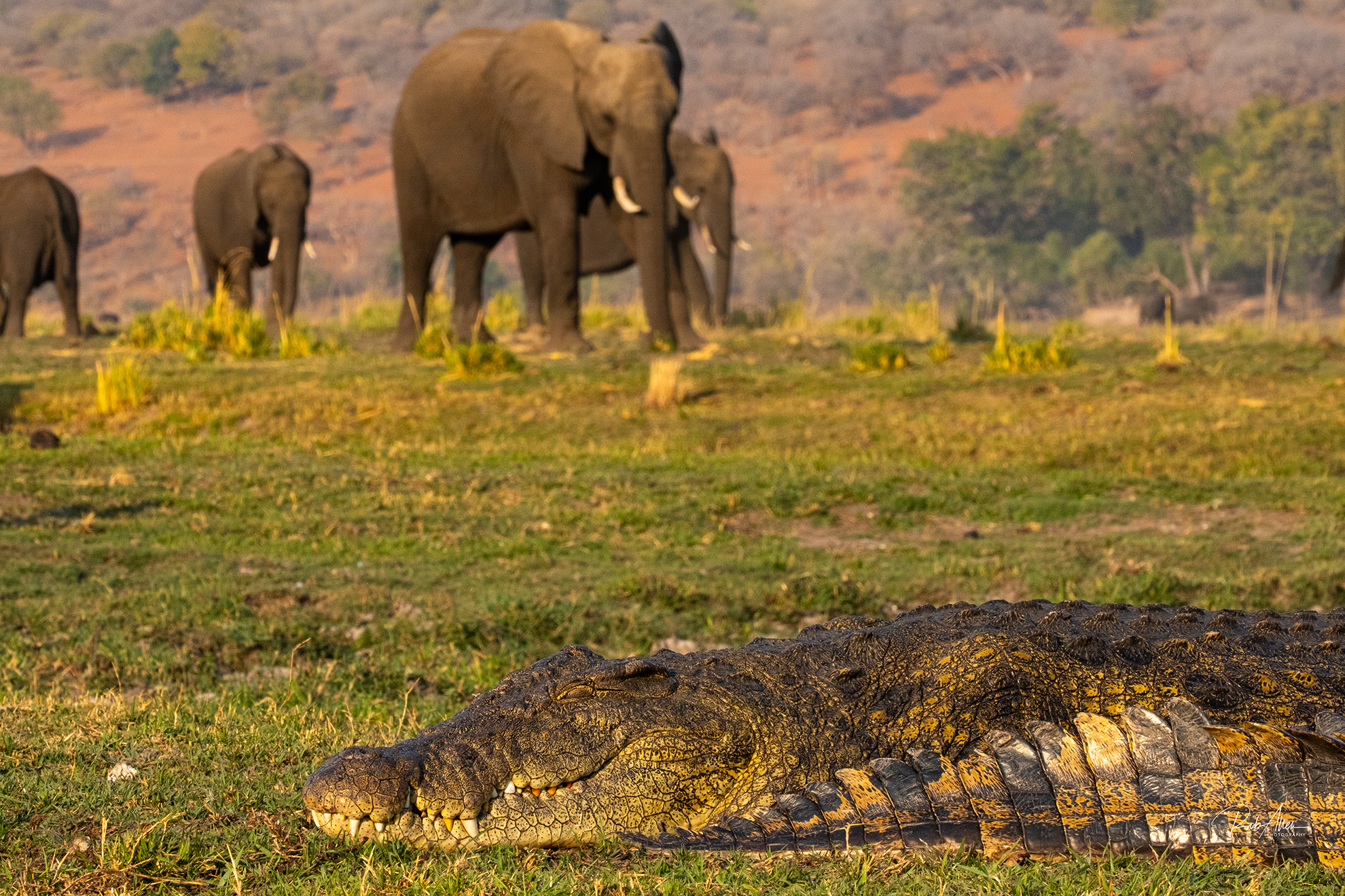 2024AUG01_CrocWithElephants-8731