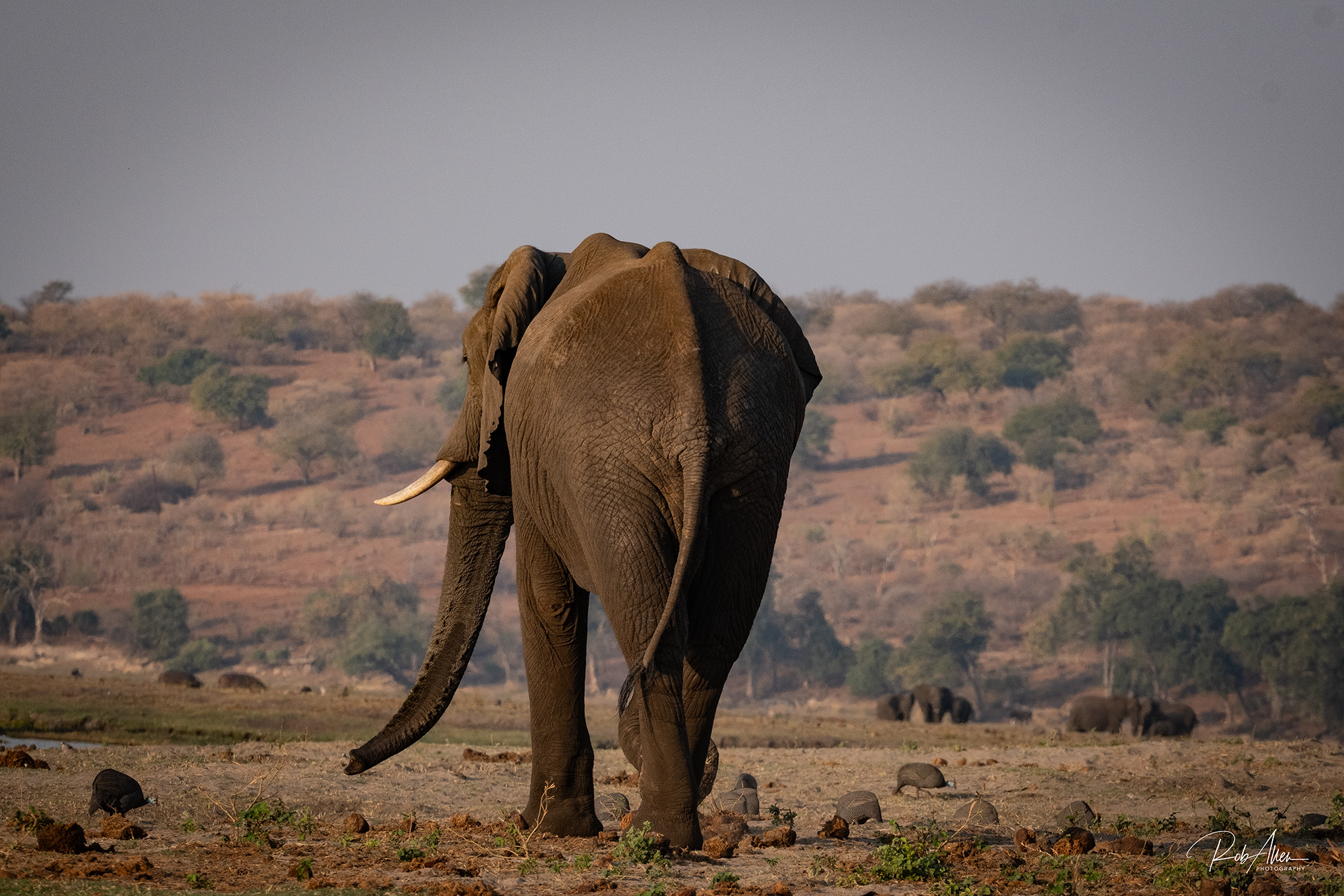 2024AUG01_ElephantGoodbye-8862