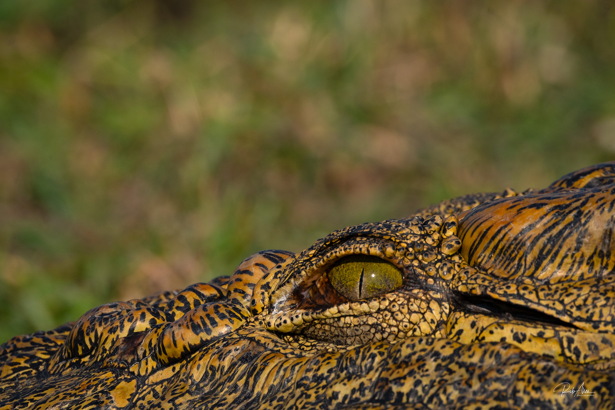 2024AUG02_CrocEye-9176