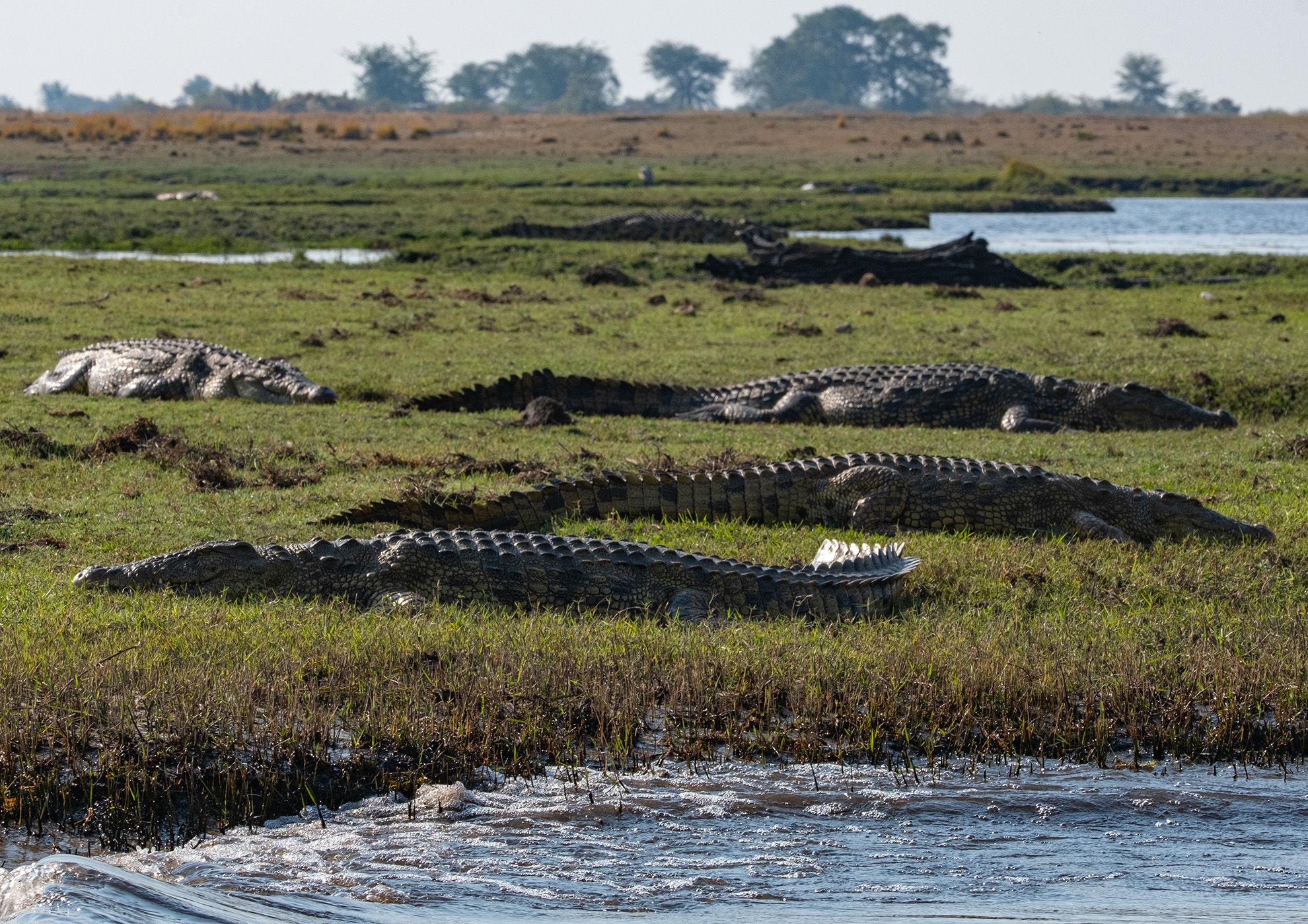 2024AUG02_CrocField-9224