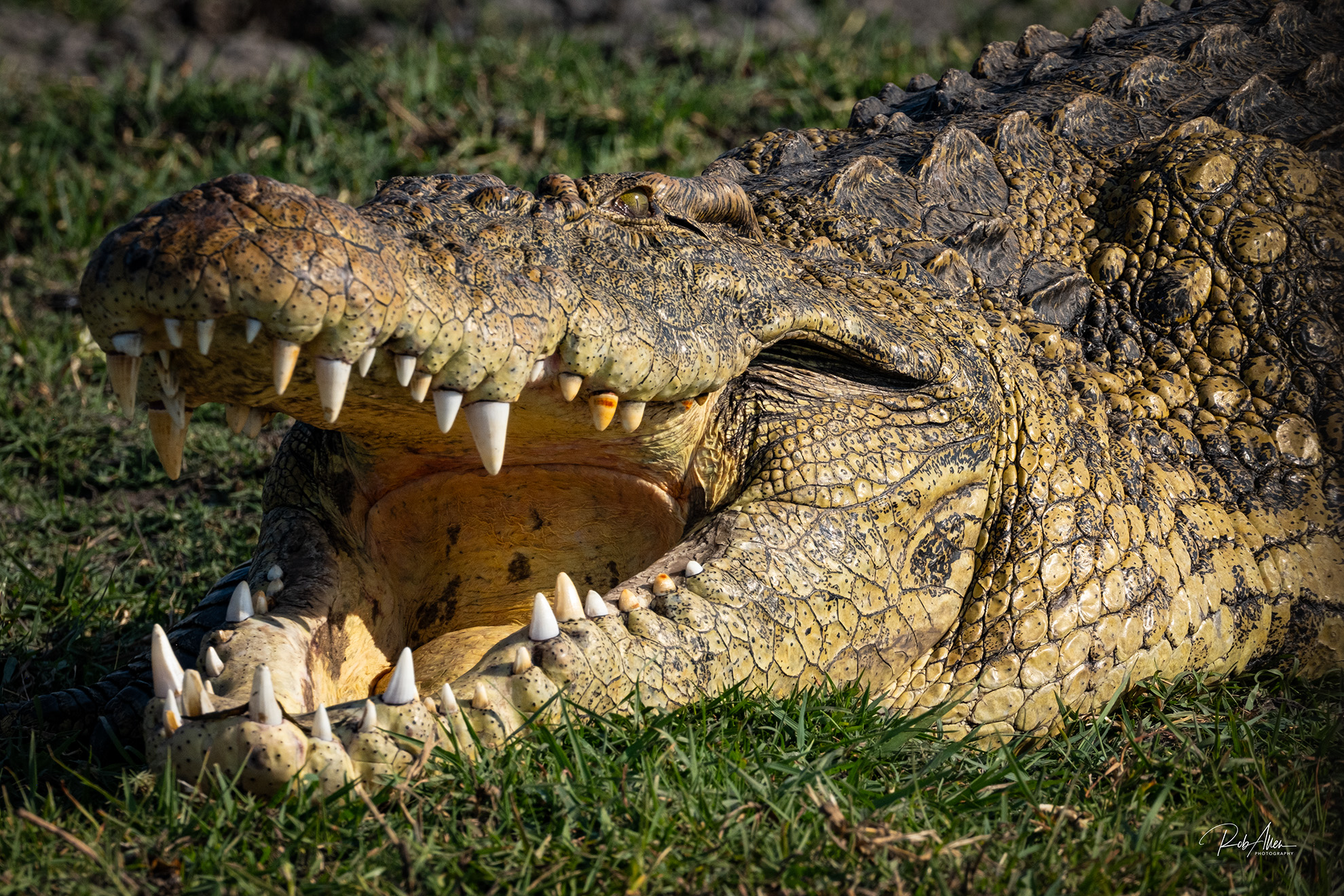 2024AUG02_CrocMouth-9181