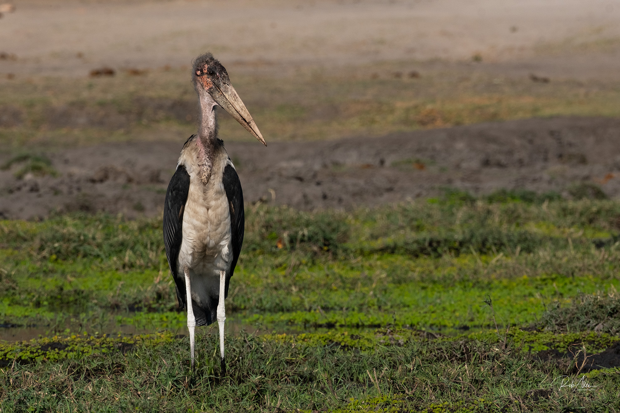 2024AUG02_Stork-9381