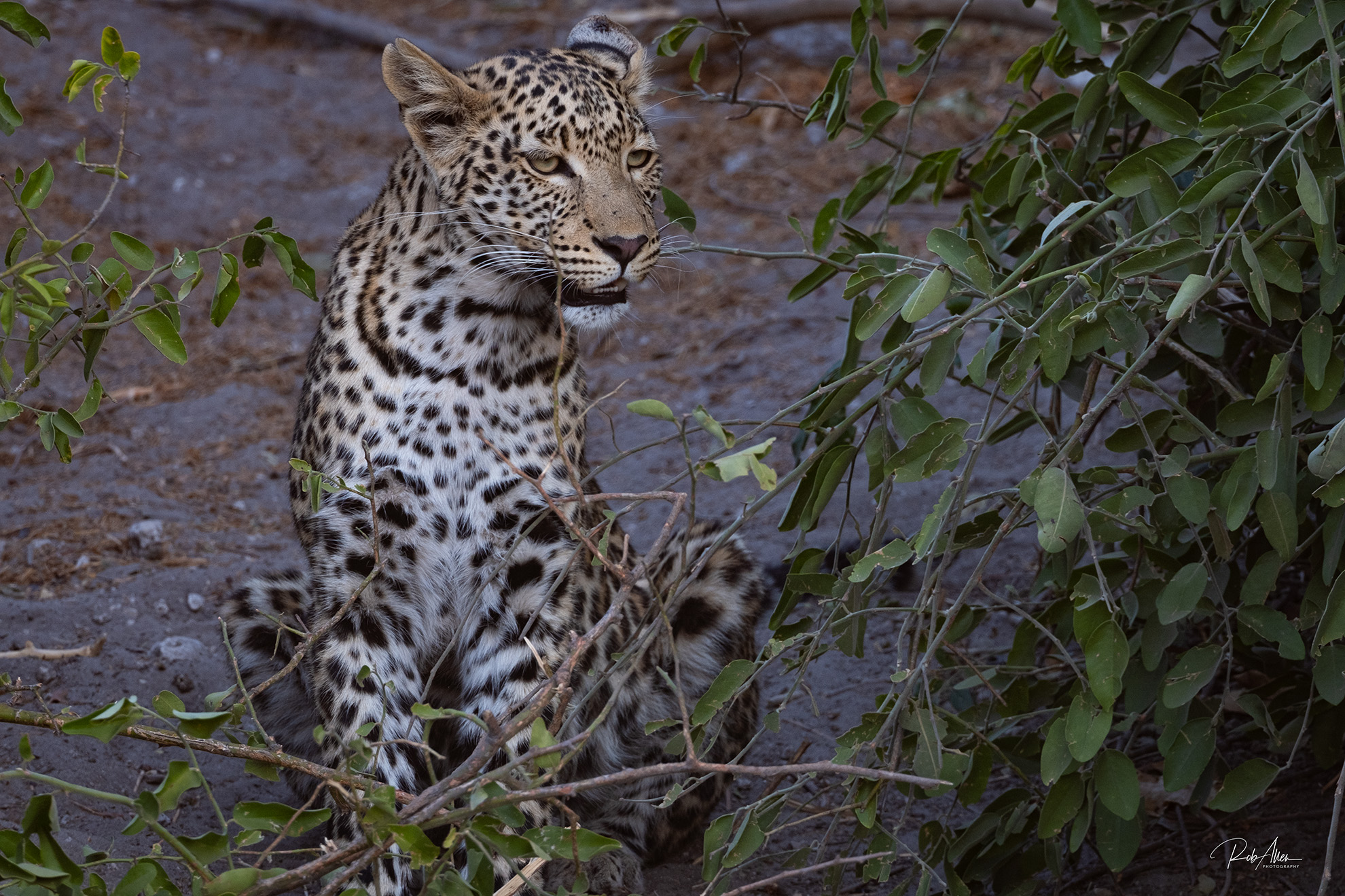 2024AUG04-YoungLeopard-0494