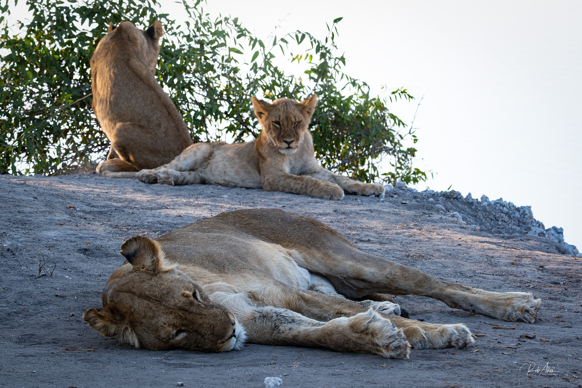 2024AUG04_LionFamily-0479