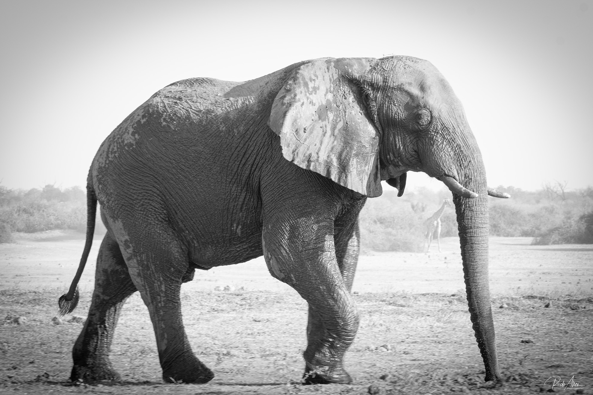 2024AUG05_ElephantBW-1110