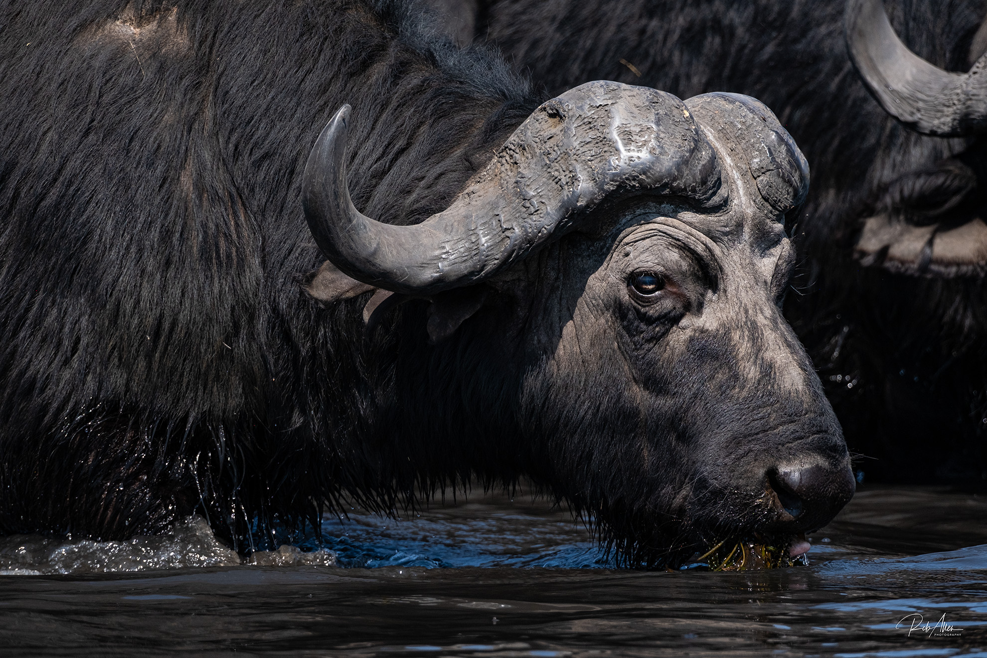 2024AUG06_Buffalo-1902