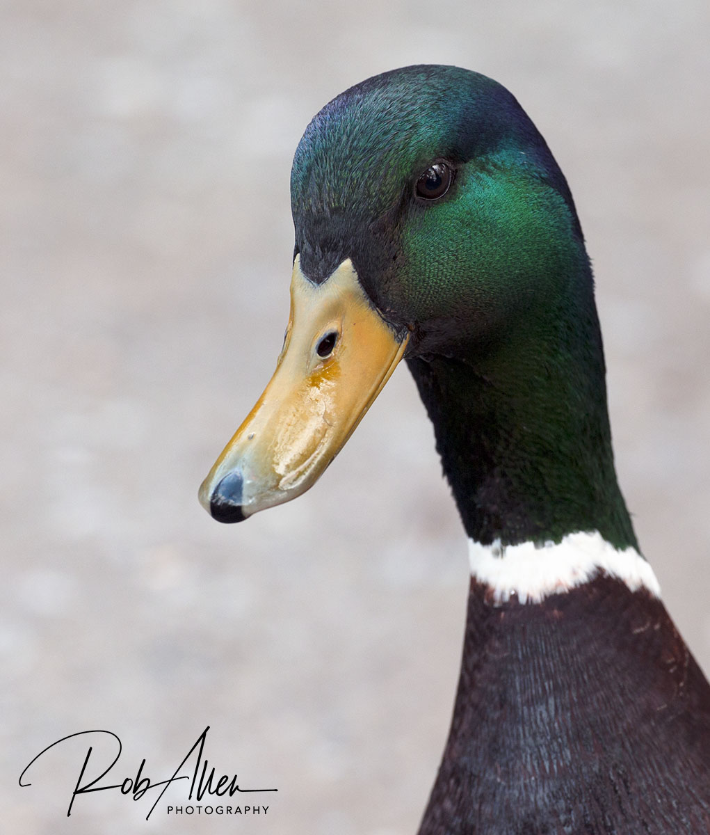 DaffyDuck-sig