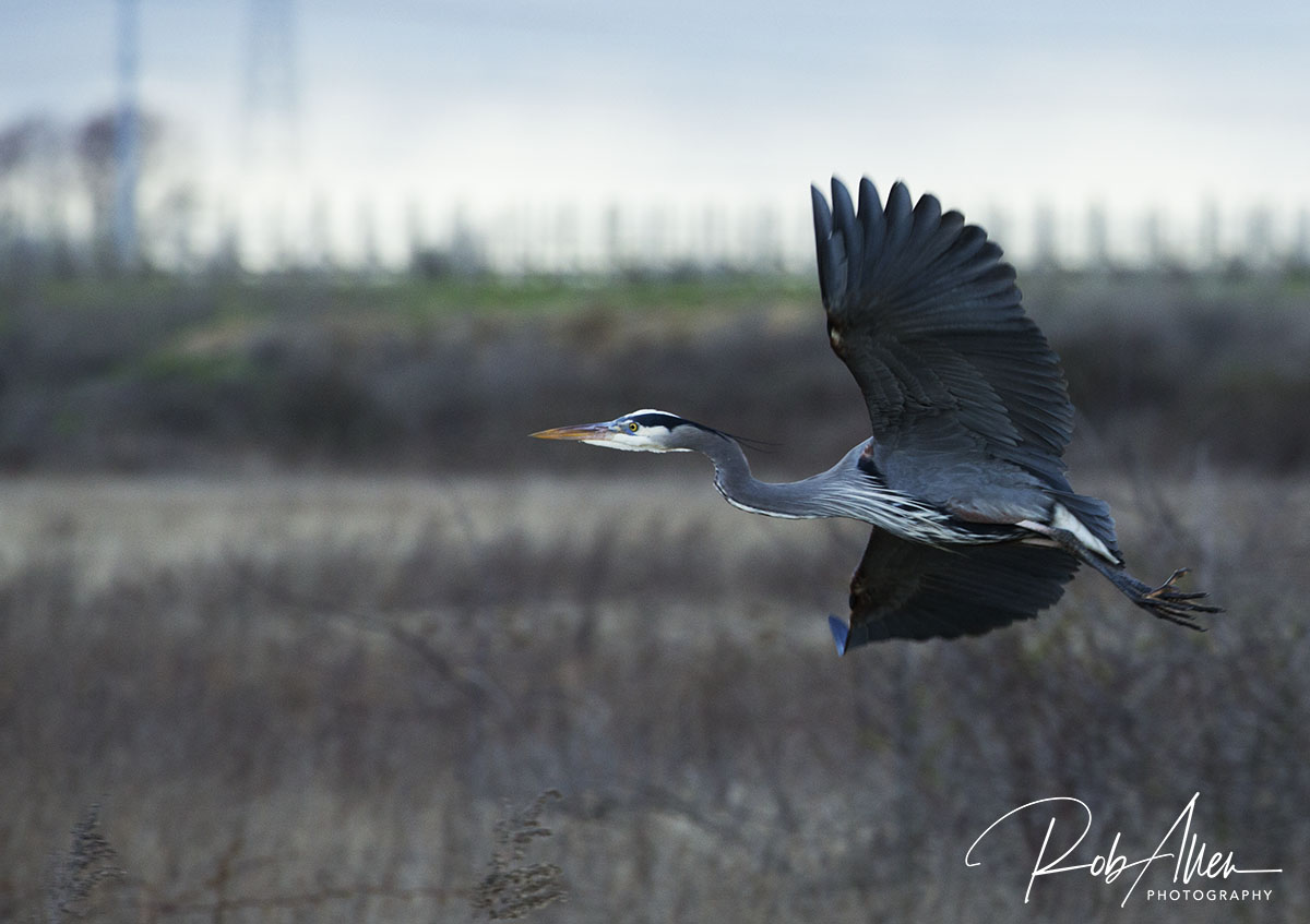 GreatBlue_Flying-Sig