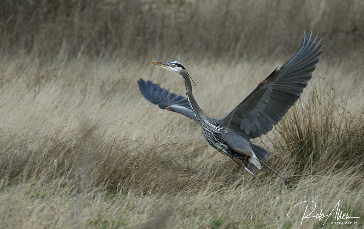 GreatBlue_Takeoff-Sig
