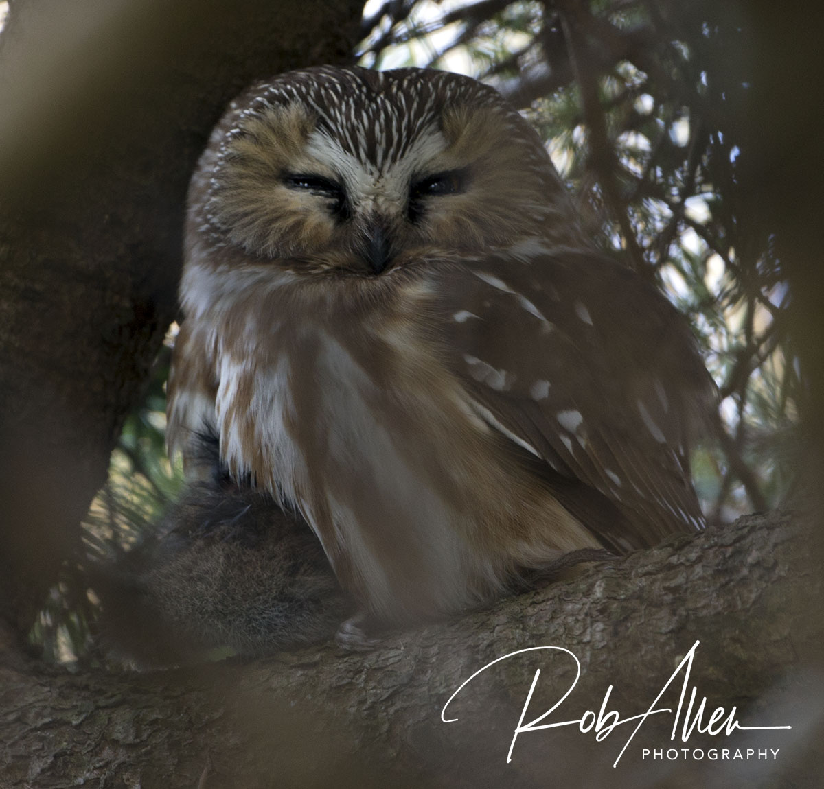 Northern_Sha_Whet_Owl-sig