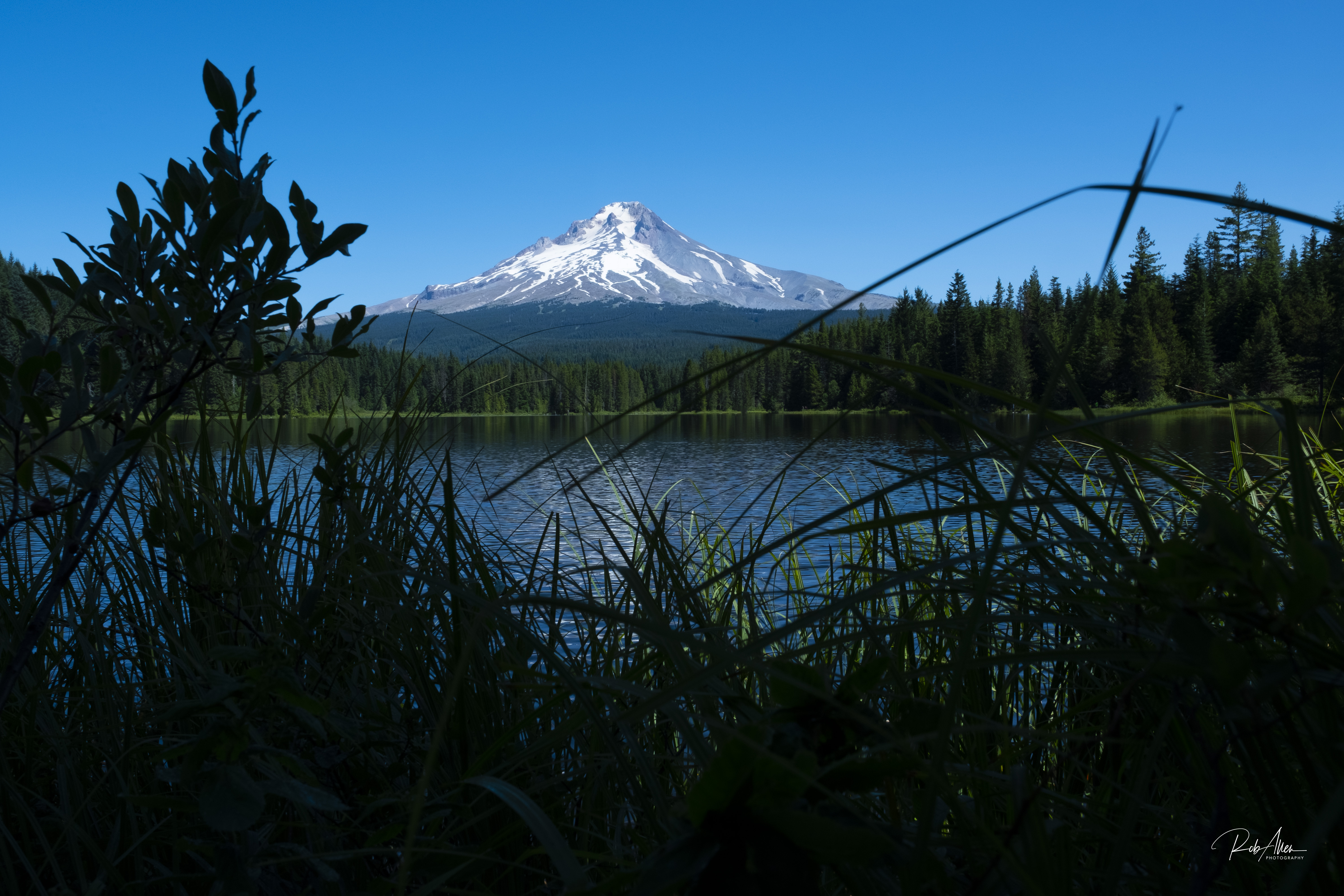 WP_20190728_Trillium2-1456