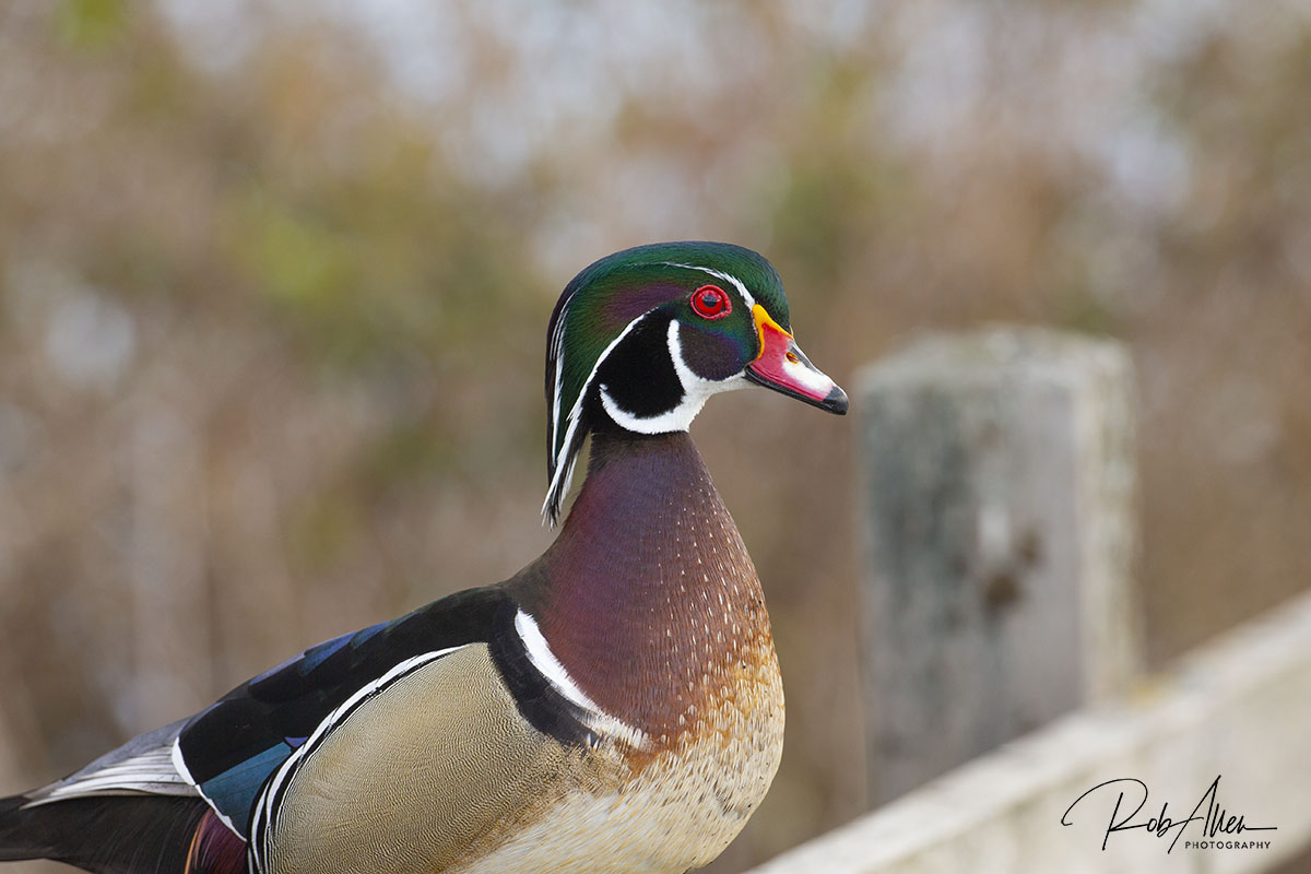 WoodsDuck-Sig