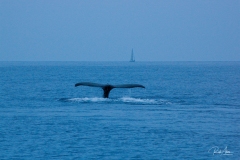 20080424_WhaleTailSailboat-0411