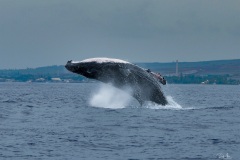 201012_HumpbackBreach