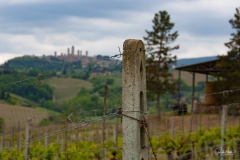 20170425_SanGimignanoVineyard-0465