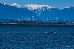 20180423_RichmondOrca-1503