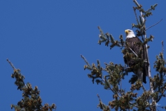 20180426_SanJuanEagle-2937