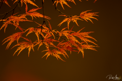 20181103_Site_Leaves1
