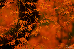 20181103_Site_Leaves2