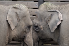 20190218_ElephantsHangin