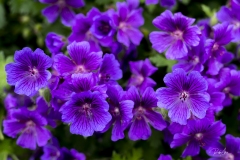 20190525_SwWaterFront_PurpleFlowers-0426